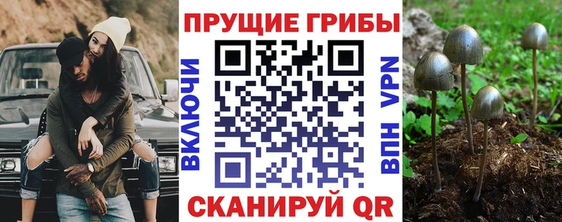 продажа наркотиков  Щигры  Псилоцибиновые грибы Psilocybine cubensis 